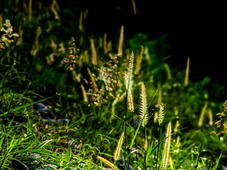 Selective focus of Wild grass flower and green leaves on the mountain through sunlight. Summer spring background