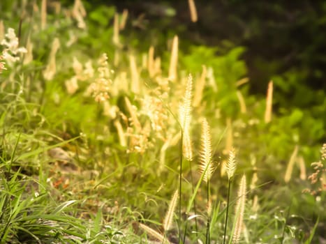 Wild field of grass on sunset, soft sun rays, warm toning summer nature. Beautiful landscape. Holiday. Refresh idea wallpaper background