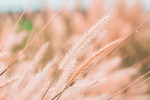 Wild Grass Flowers Field blow in the wind on landscape with vintage tone.