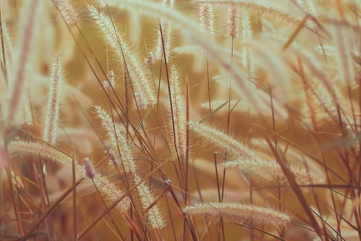 Wild grass flower vintage background little flowers, nature beautiful, toning design spring nature, sun plants