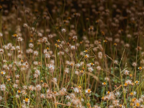 Abstract wild grass flowers grassland in summer background with blurred flowers and bokeh. Green grass and little white flowers on the field. Beautiful summer landscape.