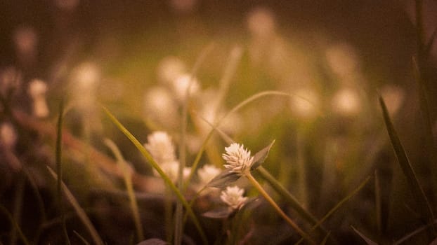 Selective focus of White Daisy Meadow Flowers Green Background.
