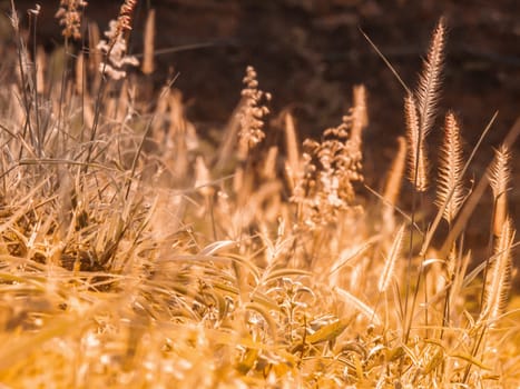 Wild field of grass on sunset, soft sun rays, warm toning summer nature. Beautiful landscape. Holiday. Refresh idea wallpaper background