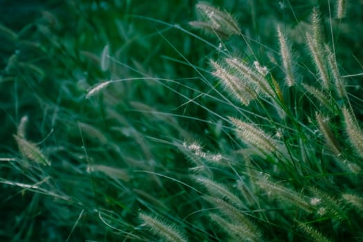 Wild grass flower in wet green grass. Fresh outdoor nature background