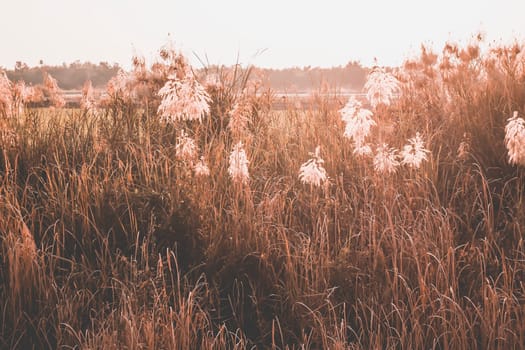 Wild Grass Flowers Field blow in the wind on landscape with vintage tone.