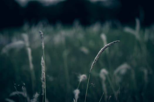 Wild grass flower vintage background little flowers, nature beautiful, toning design spring nature, sun plants