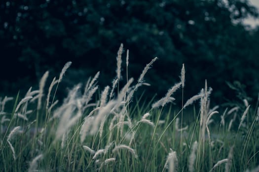 Wild grass flower vintage background little flowers, nature beautiful, toning design spring nature, sun plants