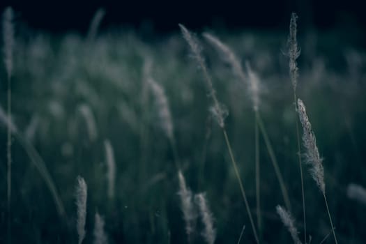 Wild grass flower vintage background little flowers, nature beautiful, toning design spring nature, sun plants