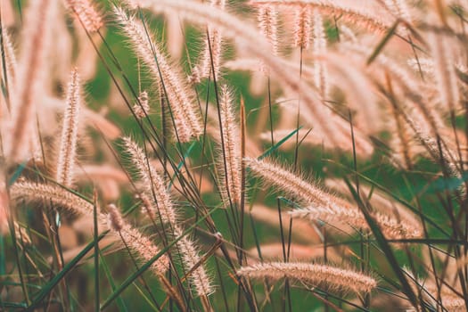 Wild Grass Flowers Field blow in the wind on landscape with vintage tone.