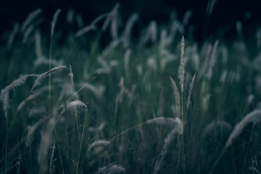 Wild grass flower vintage background little flowers, nature beautiful, toning design spring nature, sun plants