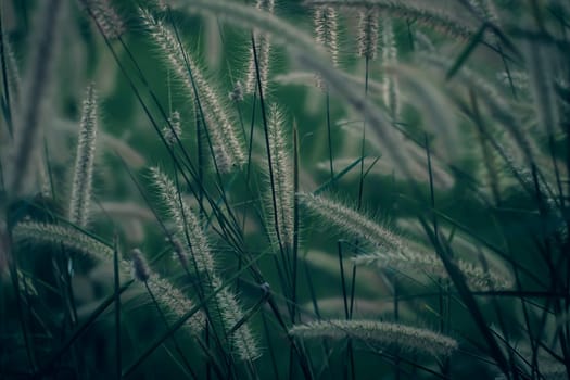Wild grass flower vintage background little flowers, nature beautiful, toning design spring nature, sun plants