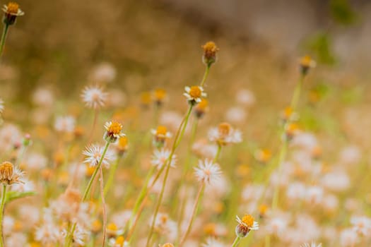 Abstract wild grass flowers grassland in summer background with blurred flowers and bokeh. Green grass and little white flowers on the field. Beautiful summer landscape.