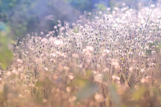 Soft focus fairy tale Wild grass field landscape with spikes. Rural scene. Nature concept. Blurred soft focus. Grass flower, close up soft focus a little wild flowers grass in sunrise