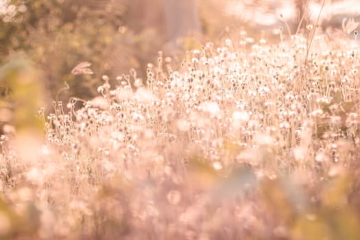 Soft focus fairy tale Wild grass field landscape with spikes. Rural scene. Nature concept. Blurred soft focus. Grass flower, close up soft focus a little wild flowers grass in sunrise