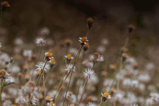 Abstract wild grass flowers grassland in summer background with blurred flowers and bokeh. Green grass and little white flowers on the field. Beautiful summer landscape.
