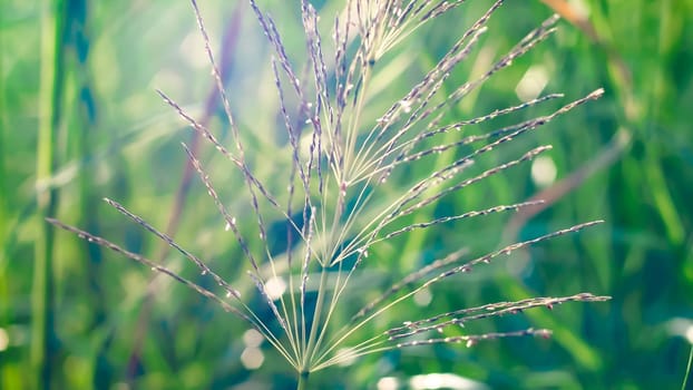 Wild grass beautiful soft flowers in forest. Perfect nature concept idea background