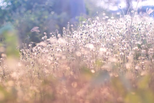 solf focus fairy tale Wild grass field landscape with spikes. Rural scene. Nature concept. Blurred soft focus. Grass flower ,close up soft focus a little wild flowers grass in sunrise