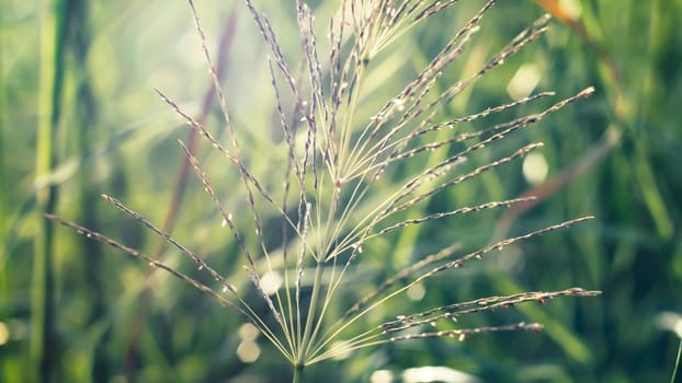 Wild grass beautiful soft flowers in forest. Perfect nature concept idea background