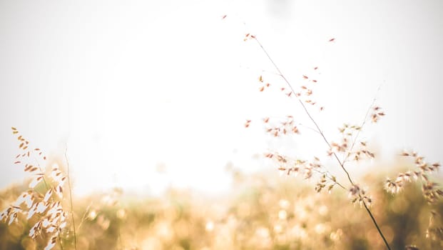 Tree with colorful bokeh sun light on sunset sky cloud abstract background. Summer vacation and nature travel adventure concept. Vintage tone filter effect color style