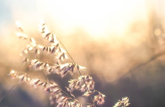 Soft focus blurred bokeh of sunlight through wild flowers grass field in sunrise and sunset background warm vintage tone.