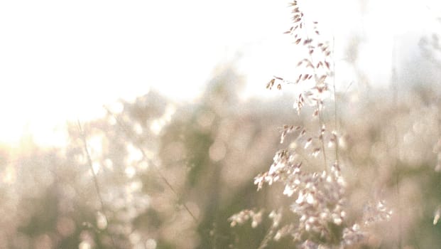 Wild flowers on the field in sunset light nature background. Wild grass growing on the meadow in beautiful sunset light