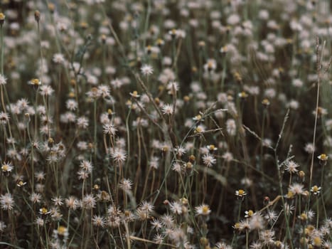 Abstract wild grass flowers grassland in summer background with blurred flowers and bokeh. Green grass and little white flowers on the field. Beautiful summer landscape.