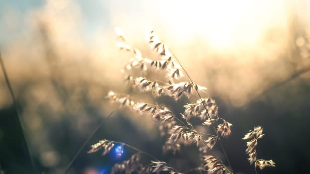 A beautiful shiny field of golden wildflowers .