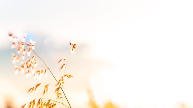A beautiful shiny field of golden wildflowers with white light blur background