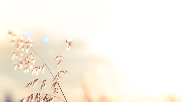 Wild flowers on the field in sunset light nature background. Wild grass growing on the meadow in beautiful sunset light