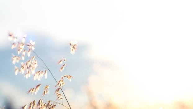 Soft focus blurred bokeh of sunlight through wild flowers grass field in sunrise and sunset background warm vintage tone.