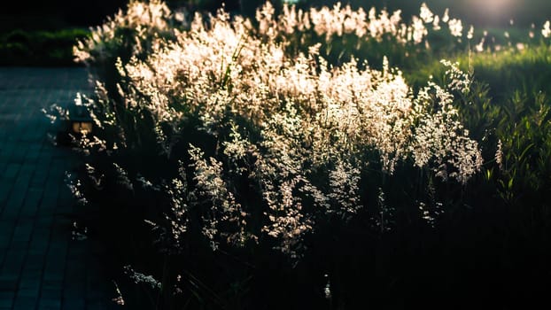 Soft focus blurred bokeh of sunlight through wild flowers grass field in sunrise and sunset background warm vintage tone.