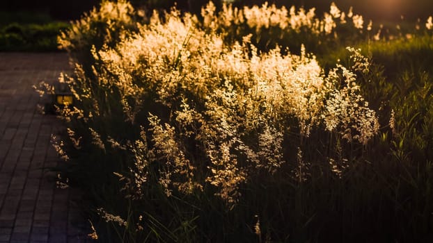 Soft focus blurred bokeh of sunlight through wild flowers grass field in sunrise and sunset background warm vintage tone.