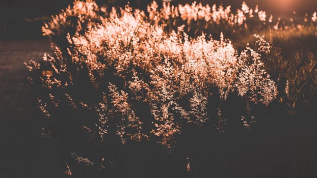 Soft focus blurred bokeh of sunlight through wild flowers grass field in sunrise and sunset background warm vintage tone.