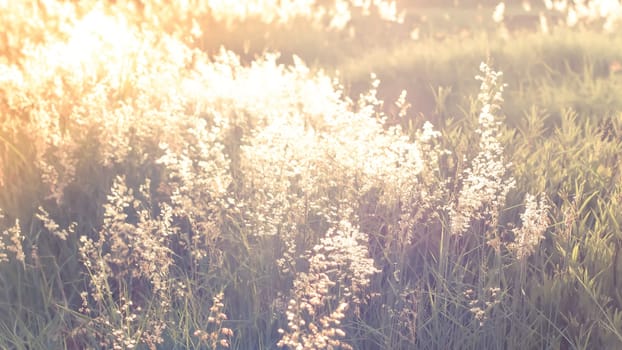 Wild flowers on the field in sunset light nature background. Wild grass growing on the meadow in beautiful sunset light