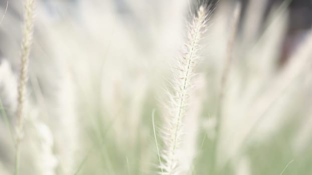 vintage background wild grass flowers, nature beautiful, toning design spring nature, sun plants