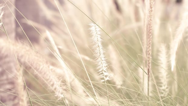 vintage background wild grass flowers, nature beautiful, toning design spring nature, sun plants