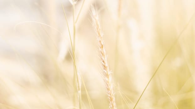 vintage background wild grass flowers, nature beautiful, toning design spring nature, sun plants