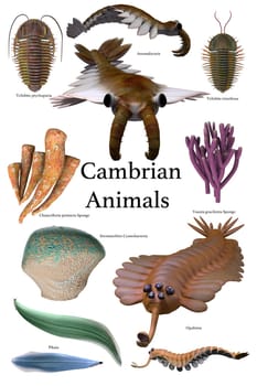 A collection of various animals and microbes that lived during the Cambrian Age of Earth's history.