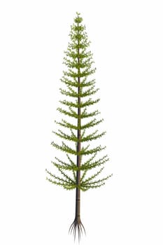 Calamites began in the Devonian and became trees during the Carboniferous Period and exist today as horsetail plants.