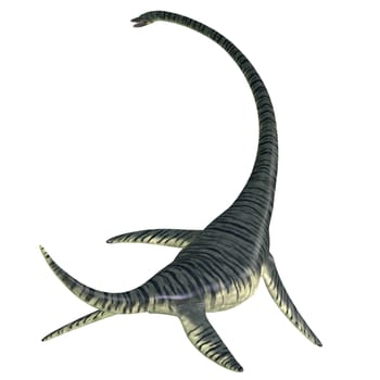 Elasmosaurus was a marine plesiosaur reptile that lived in North America seas in the Cretaceous Period.