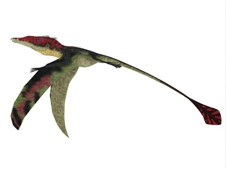 The carnivorous Eudimorphodon was a pterosaur flying reptile that lived in Italy in the Triassic Period.