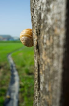 Little garden snail climbing through old weathered wooden pole. Green grass as background