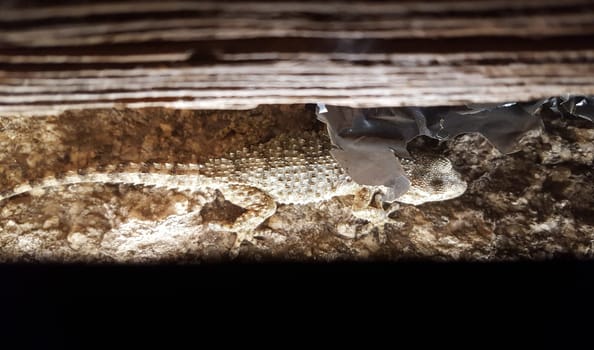 Common wall gecko climbing old lintel door. Closeup