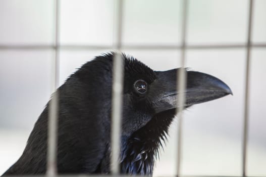 Common Raven caged. Also known as the Northern Raven or Black Crow. Closeup