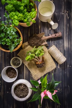 Replanting plants - herbs, flowers and plants in pots, green garden on a balcony. Urban gardening, urban jungle and home planting