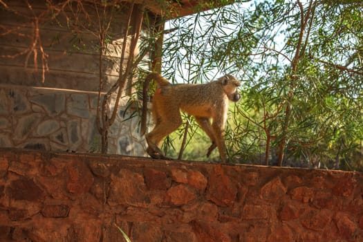 Yellow baboon (Papio cynocephalus) walking on the brick fence with su lit trees in background. Amboseli national park, Kenya