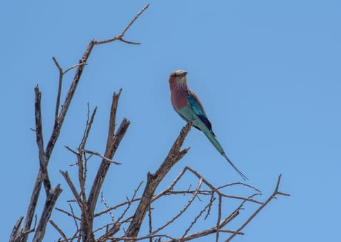 Colorful Lilac Breast Rollbird (Coracias caudatus) on a branch in Khaudum National Park, Namibia