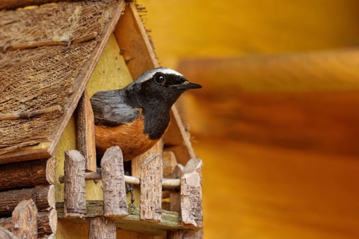 common redstart breeding in a minature house