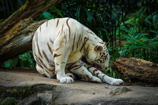White Tiger Nestled in the jungle. Shooting Location: Singapore