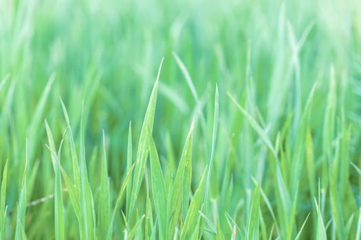 grass on meadow, abstract color tone spring background with shallow focus